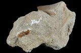 Mosasaur (Prognathodon) Tooth In Rock #70412-1